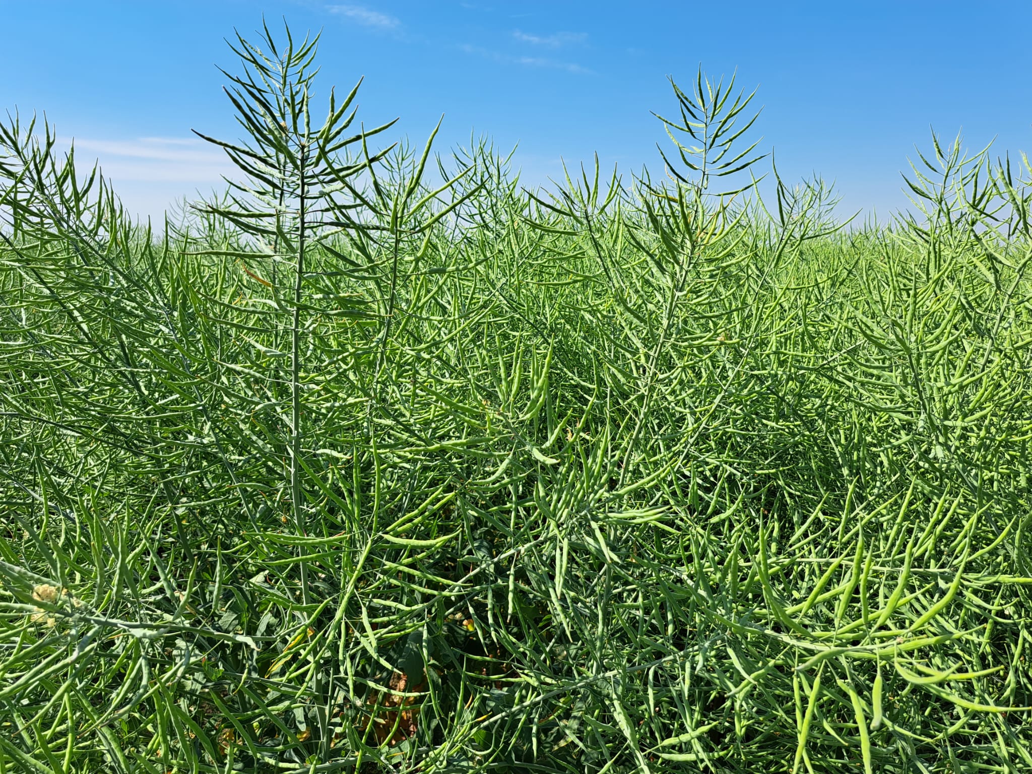 rzepak